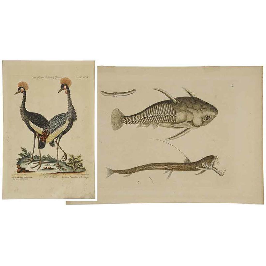 After Mark Catesby: (British, 1679-1749) African Grey-crowned Crane, T.LXXXVII, from Sammlung Verschiedener Auslaendisher und Seltener Vogel: Nuremberg, 1749-1776, by Johann Michael Seligmann (German 1720-1762), 10-1/2 x