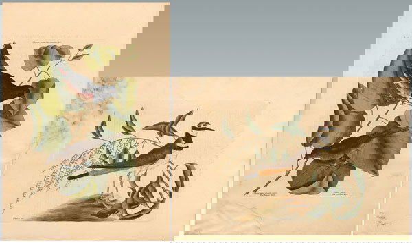 Two Mark Catesby engravings: Two Mark Catesby engravings (British, 1679-1744), "The Towne Bird…The Cowpen Bird", plate 13-3/4 x 10-1/4 in., page 20-1/4 x 14-1/4 in., and "The Chattering Plover", plate 10-1/4 x 13-15/16 in., pag