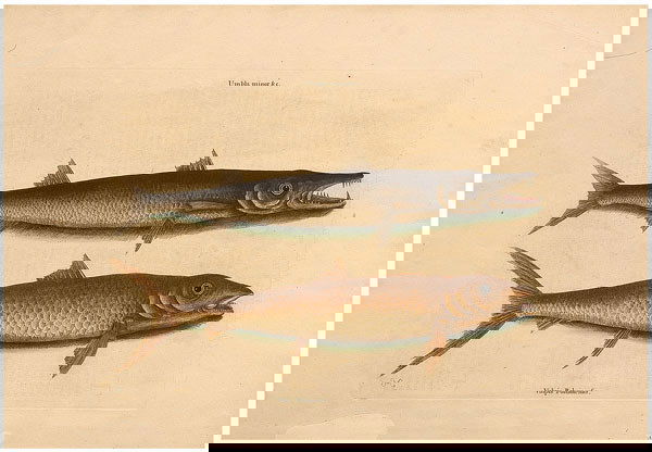 Mark Catesby engraving: Mark Catesby engraving (British, 1679-1744), "The Margate Fish" with earlier edition text from [The Natural History of Carolina, Florida, and the Bahama Islands], third edition, reprinted from the 177