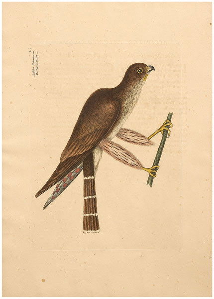 Mark Catesby engraving: Mark Catesby engraving (British, 1679-1744), "The Pigeon Hawk" from [The Natural History of Carolina, Florida, and the Bahama Islands], third edition, reprint from the 1771 edition, watermark "J. Ruse