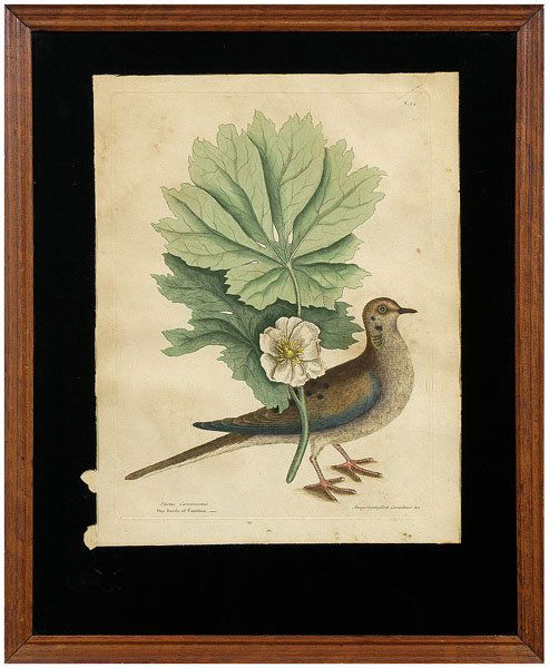 Print after Mark Catesby,: [Turtur Caroliniensis] or "The Turtle of Carolina" (mourning dove), from [The Natural History of Carolina, Florida and the Bahama Islands], third edition, "Edmeads & Co. 1809" watermark, after Mark Ca