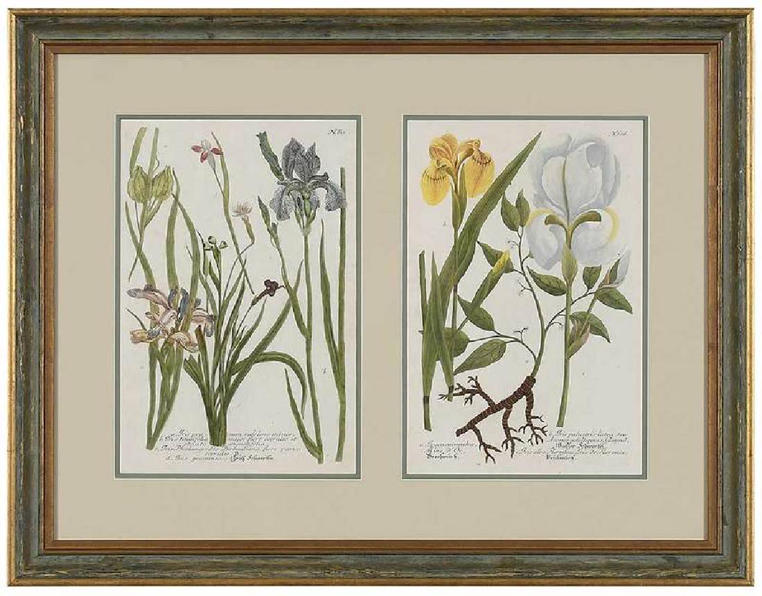 Pair German Botanical Prints (1 of 5)