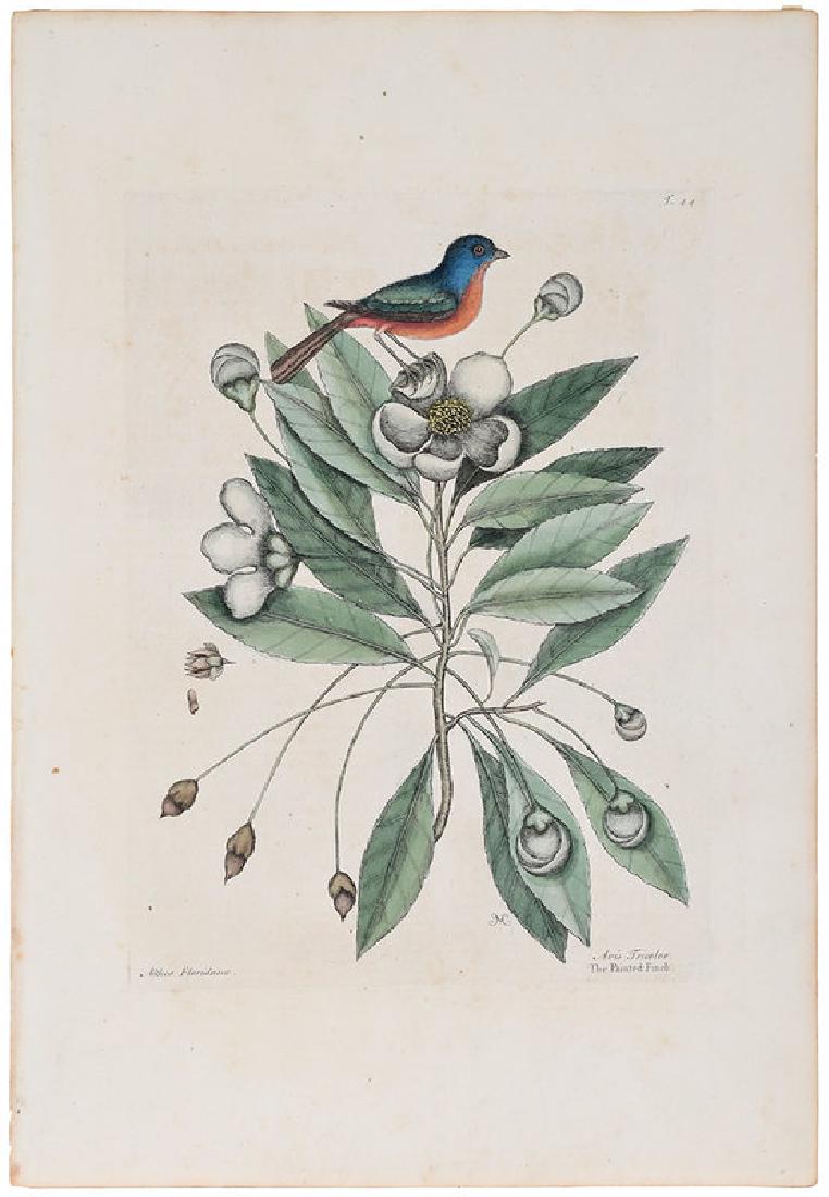 Mark Catesby: (British, 1679-1749) The Painted Finch, T.44, from The Natural History of Carolina, Florida and The Bahama Islands, 1754 edition, monogrammed "MC", hand-colored engraving on laid paper with "HONI