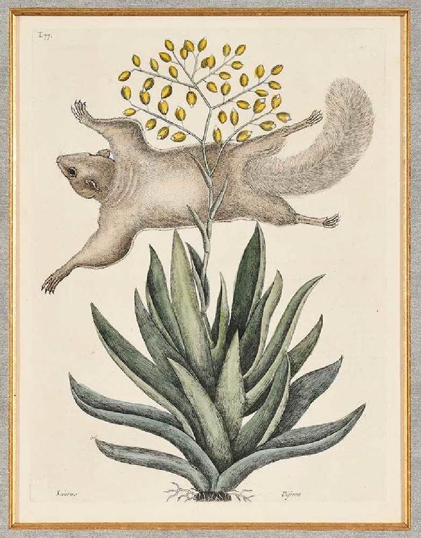 Mark Catesby: (British, 1679-1749) The Flying Squirrel, T. 77, from The Natural History of Carolina, Florida and The Bahama Islands, 1754, hand-colored engraving on laid paper with Strasbourg Lily wate