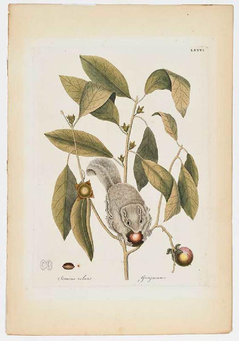 After Mark Catesby: (British, 1679-1749) The Flying Squirrel, Plate LXXVI, from Die Beschreibung von Carolina, Florida und den Bahamischen Inseln., Johann Joseph Fleischmann, publisher, Nuremberg, 1755, hand-co