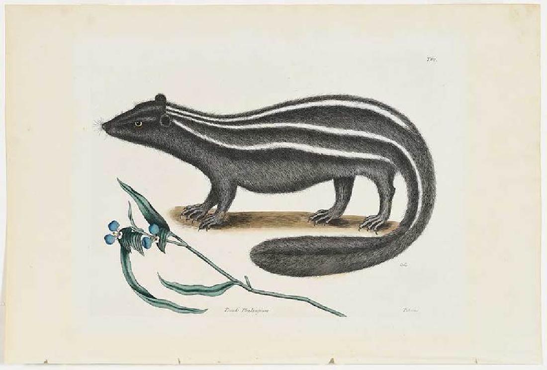 Mark Catesby: (British, 1679-1749) The Pol-cat, T. 62, from The Natural History of Carolina, Florida and The Bahama Islands, 1731-1743, with monogram, hand-colored engraving on laid paper with Strasbou