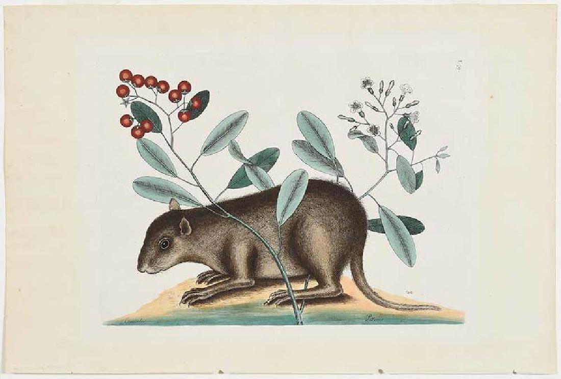 Mark Catesby: (British, 1679-1749) The Bahama Coney, T.79, from The Natural History of Carolina, Florida and The Bahama Islands, 1771, Vol 2, hand-colored engraving on laid paper with "J. Whatman" watermark,