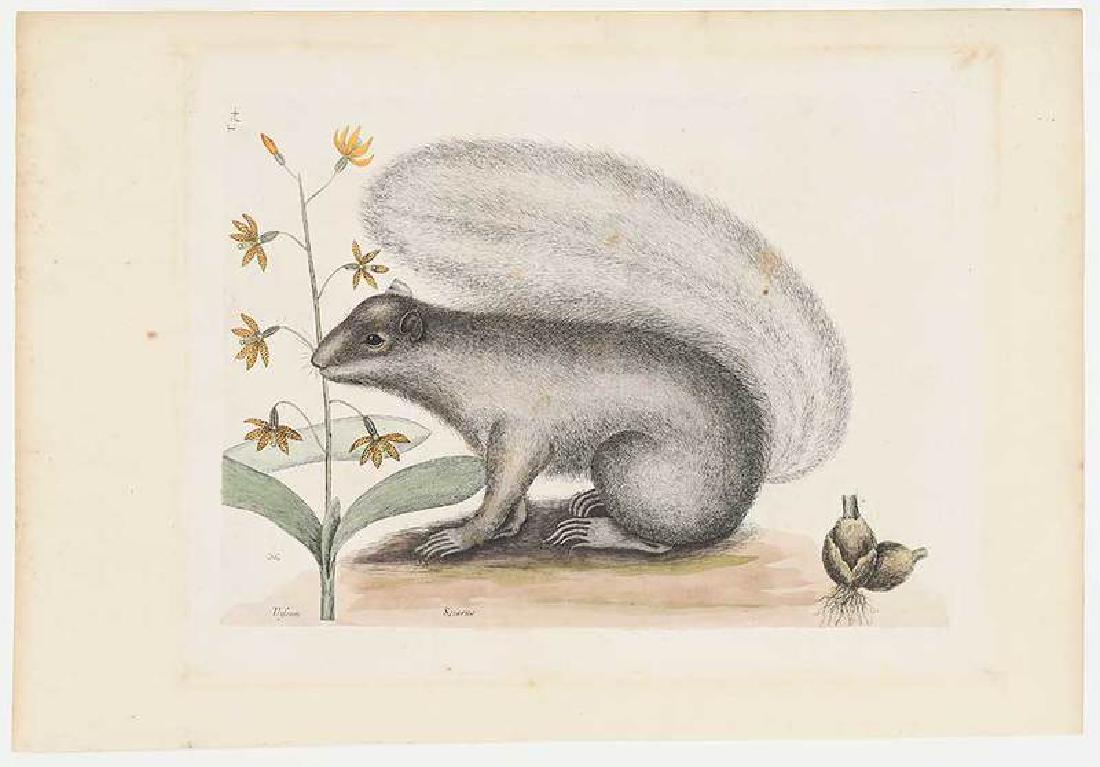 Mark Catesby: (British, 1679-1749) The Gray Fox Squirrel, T. 74, from The Natural History of Carolina, Florida and The Bahama Islands, 1731-43, Vol. 2, hand-colored engraving on laid paper with Strasbo
