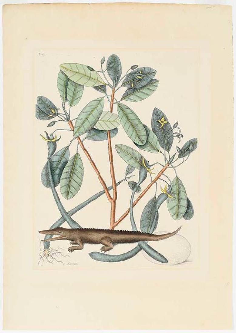 Mark Catesby: (British, 1679-1749) The Alligator T.63, from The Natural History of Carolina, Florida and The Bahama Islands, 1771, third edition, hand-colored engraving on wove paper with "J. Whatman"