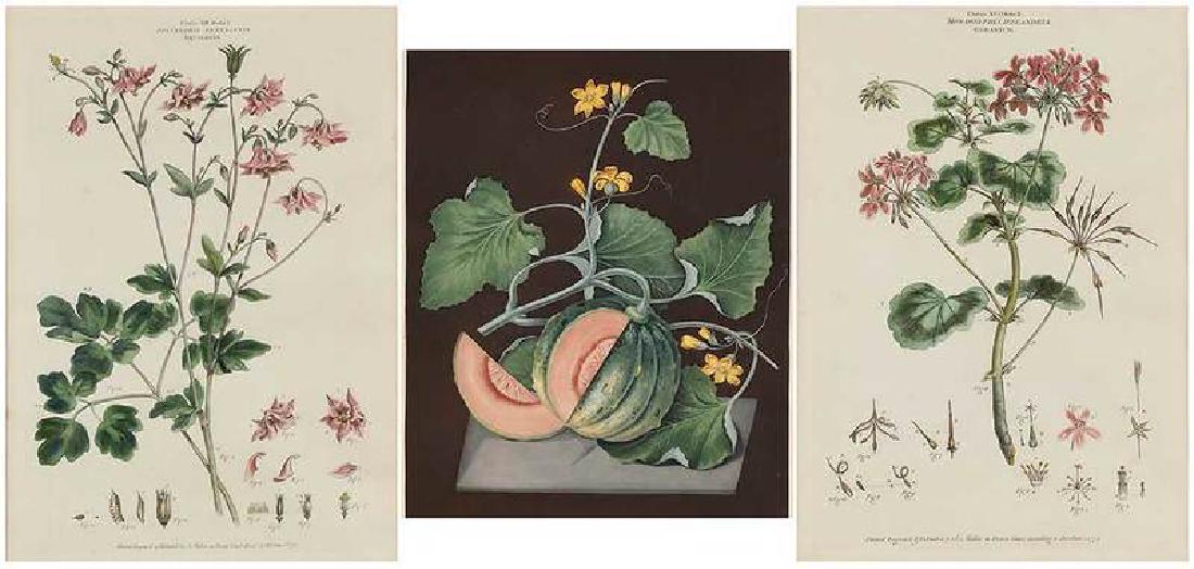 Three Botanical Engravings, Brookshaw, Miller: (18th/19th century) One, George Brookshaw (British, 1751–1823), Amicua Melon, from Pomona Britannica, London, 1812, plate 17-3/4 x 14-3/4 in.; two, John Miller, Classis XIII. Ordo V. Polyan