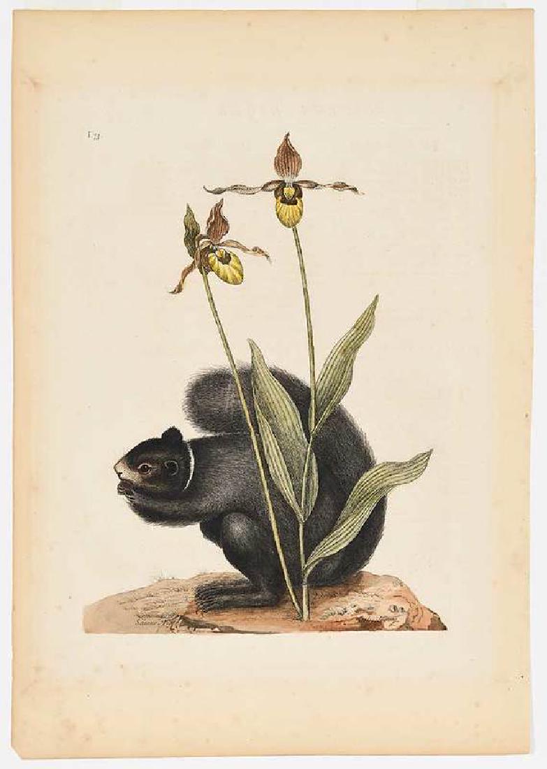 Mark Catesby: (British, 1679-1749) The Black Squirrel/Yellow Lady's Slipper, T.73, from The Natural History of Carolina, Florida and The Bahama Islands, 1754, hand-colored engraving on laid paper with "IHS Iv