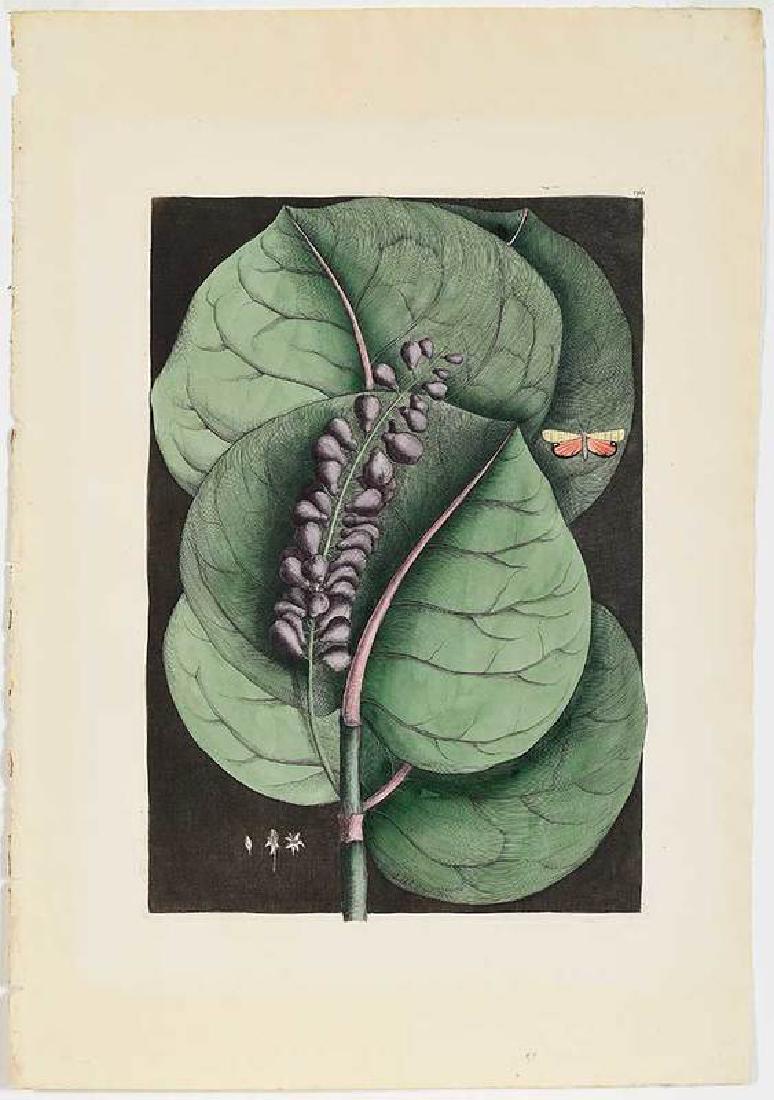Mark Catesby: (British, 1679-1749) The Mangrove Grape Tree, T. 96, from The Natural History of Carolina, Florida and The Bahama Islands, 3rd edition, Vol. 2, hand-colored engraving with gum arabic on w
