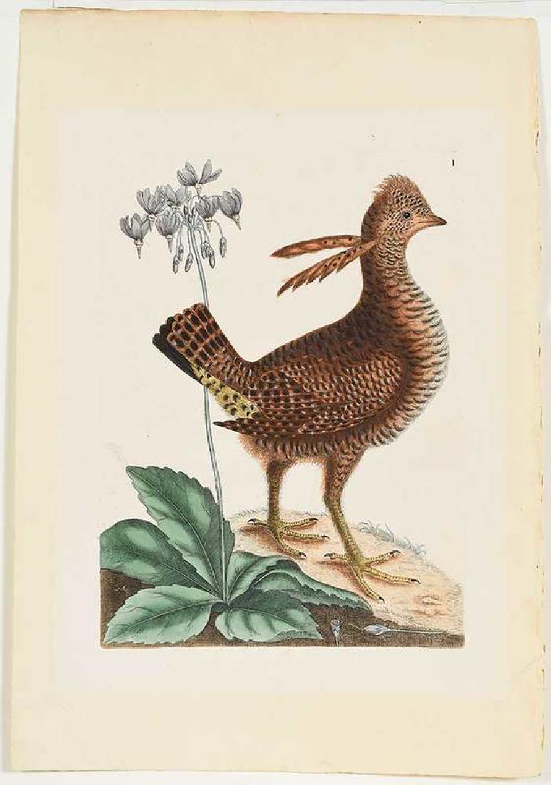 Mark Catesby: (British, 1679-1749) The Greater Prairie Chicken, T. 1, from The Natural History of Carolina, Florida and The Bahama Islands, 1771, Appendix, hand-colored engraving on wove paper with "J.