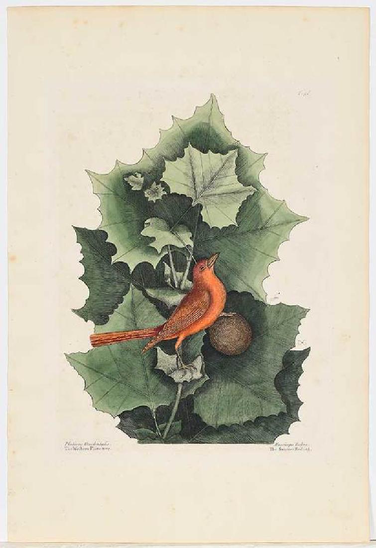 Mark Catesby: (British, 1679-1749) The Summer Red-Bird/Western Plane Tree, T. 56, from The Natural History of Carolina, Florida and The Bahama Islands, 1754, Vol. 1, with monogram, hand-colored engravi