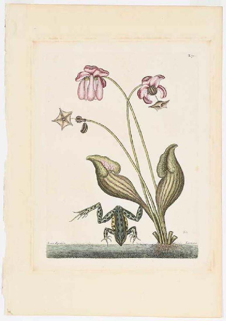 Mark Catesby: (British, 1679-1749) The Water Frog, T.70, from The Natural History of Carolina, Florida and The Bahama Islands, 1754 edition, Vol. 2, with monogram, hand-colored engraving on laid paper with IHS