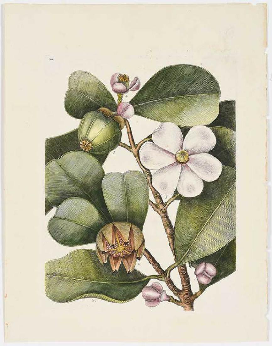 Mark Catesby: (British, 1679-1749) The Balsam Tree, Clusia rosea Jacq. (Pitch Apple or Scotch Attorney), T. 99, from The Natural History of Carolina, Florida and The Bahama Islands, 1754 edition, Vol.2, with m