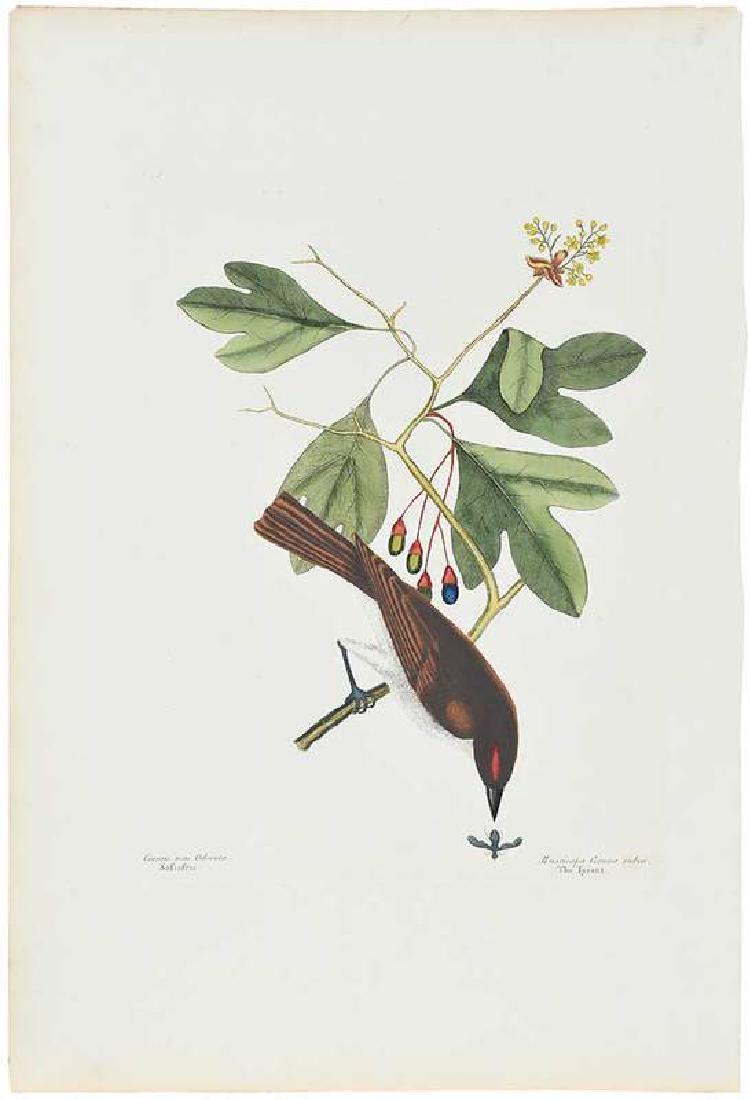 Mark Catesby: (British, 1679-1749) The Tyrant, T. 55, from The Natural History of Carolina, Florida and The Bahama Islands, 1754 edition, hand-colored engraving on laid paper with Strasbourg Lily watermark, plate 1