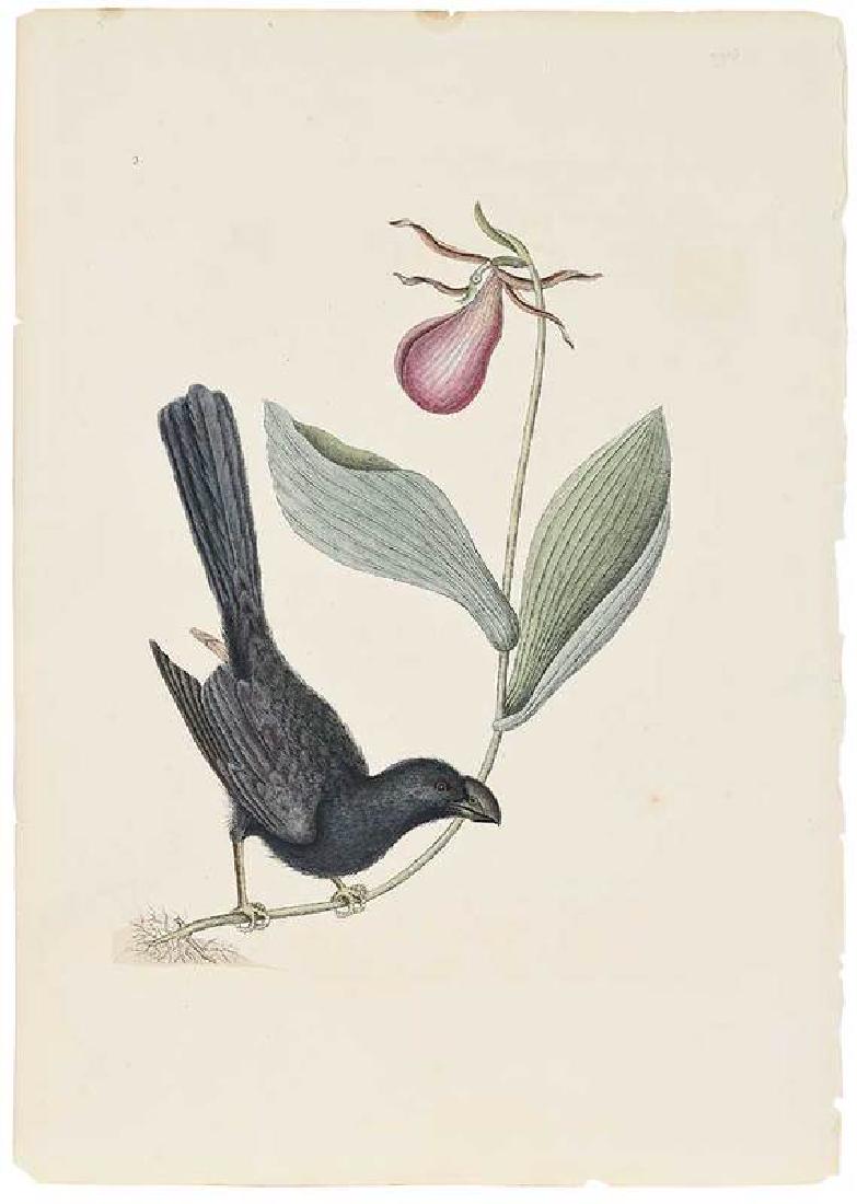 Mark Catesby: (British, 1679-1749) Razor-billed Blackbird of Jamaica, with Moccasin Flower (Lady's Slipper) Pl. 3, from The Natural History of Carolina, Florida and The Bahama Islands, Appendix, 1754 edition, hand-