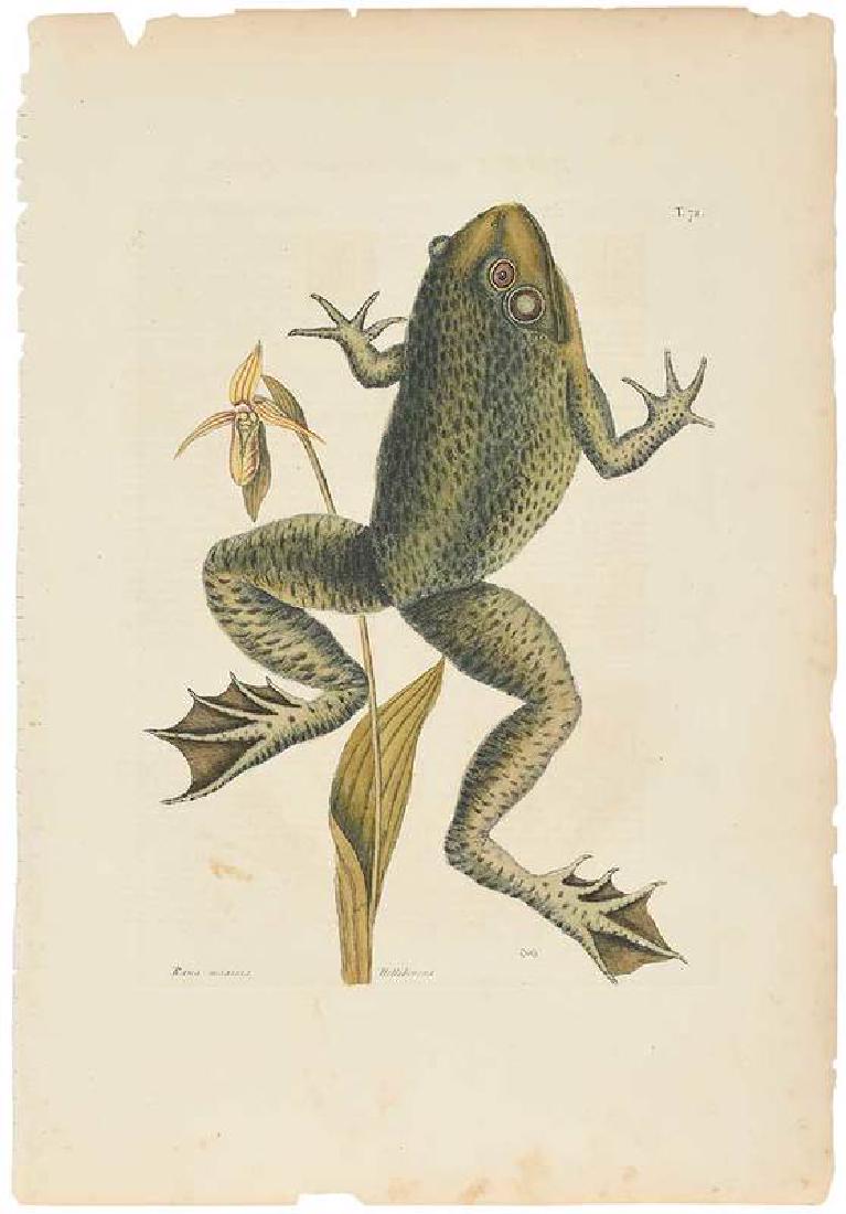 Mark Catesby: (British, 1679-1749) The Bull Frog, T.72, from The Natural History of Carolina, Florida and The Bahama Islands, Vol. II., 1771 edition, hand-colored engraving on laid paper with "J. Whatman" wat