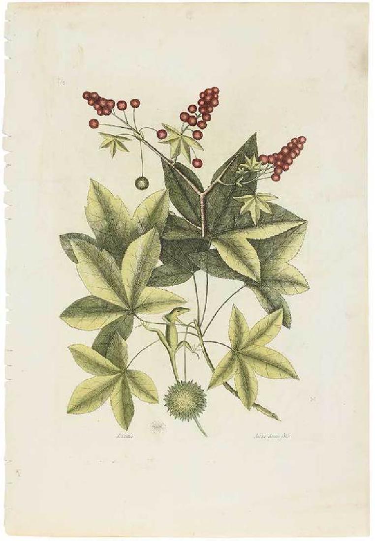 Mark Catesby: (British, 1679-1749) The Jamaican Anole, T. 65, from The Natural History of Carolina, Florida and The Bahama Islands, Vol. II, 1754 ed., hand-colored engraving on laid paper, plate 14 x 10-1/4 i