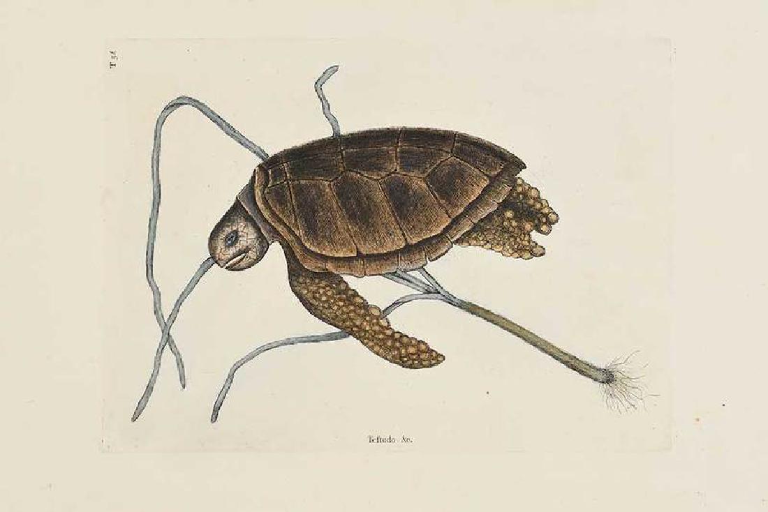 Mark Catesby: (British, 1679-1749) The Green Turtle T.38, from The Natural History of Carolina, Florida and The Bahama Islands, Vol. II, 1731-43 edition, hand-colored engraving on laid paper, plate 10 x 13-7/