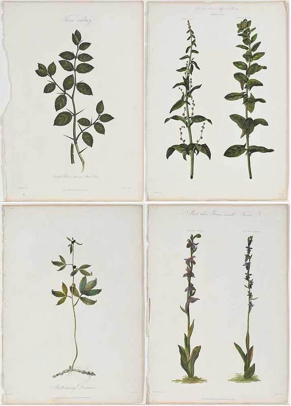 Robert John Thornton, Publisher: (British, 1768-1837)Four botanical plates from The Genera of Exotic and Indigenous Plants that are to be met with in Great Britain; Arranged according to the Reformed System, by ... Thornton, London, 