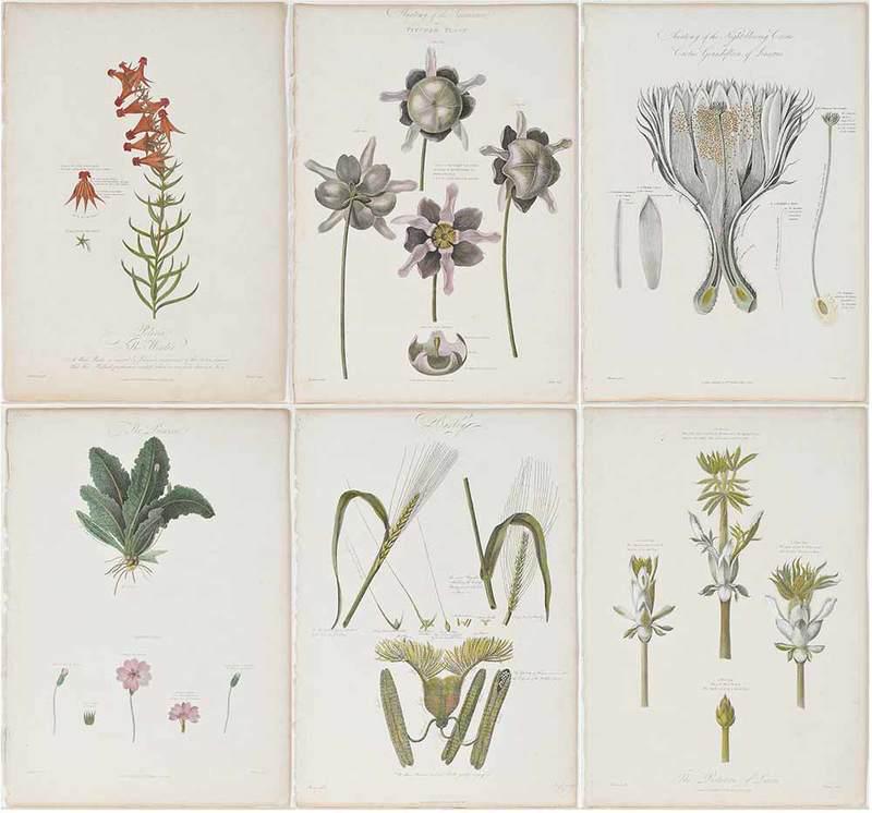 Robert John Thornton, Publisher: (British, 1768-1837)Six plates from The Genera of Exotic and Indigenous Plants that are to be met with in Great Britain; Arranged according to the Reformed System, by ... Thornton, London, 1801-1803, 