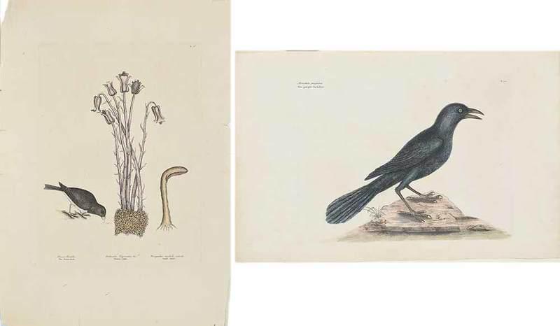 Mark Catesby: (British, 1679-1749)Two bird plates: T. 36, The Snow-bird Passer Nivalis..., 1754; T.12 The Purple Jackdaw Monedula purpuria, 1731-1743, from The Natural History of Carolina, Florida and The Bahama Is