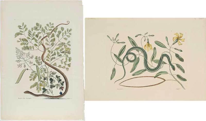 Mark Catesby: (British, 1679-1749)Two snake plates: T. 51 Anguis, T.53 Anguis., from The Natural History of Carolina, Florida and The Bahama Islands, 1771 edition, hand colored engravings, one on laid paper with "I