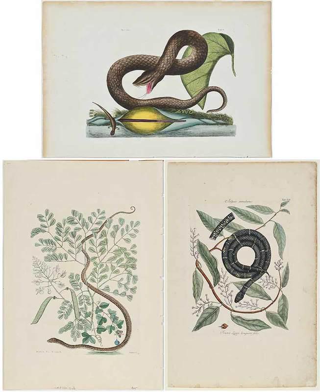 Mark Catesby: (British, 1679-1749)Three Snake plates: T. 45 Vipera Fuscaÿ(Brown Viper), T. 51ÿAnguisÿ(The Spotted Ribbon Snake), both fromÿThe Natural History of Carolina, Florida and The Bahama Islands, 1771,