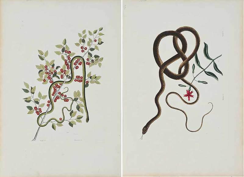 Mark Catesby: (British, 1679-1749)Two snake plates: T. 57, Anguis, T.54 Anguis, from The Natural History of Carolina, Florida and The Bahama Islands, 1771 edition, hand colored engravings on laid paper with "J What