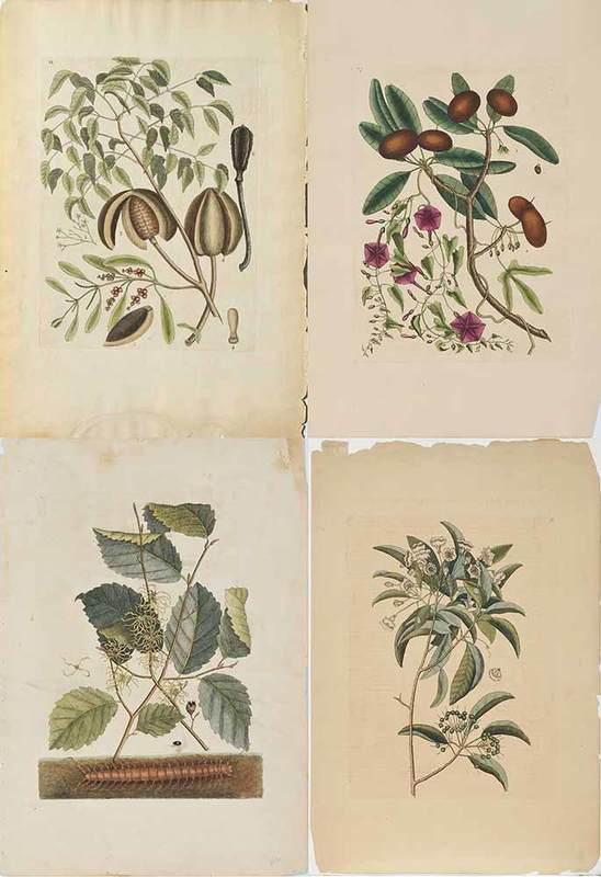 Mark Catesby: (British, 1679-1749)Four flora/insect plates: T. 2 Florida Keys Centipede, 1st edition, App. 2; T. 87 Sappadillo Tree/Cronquist Wild Dilly, 3rd edition,Vol. 2; T. 98 Mountain Laurel, 3rd edition, Vol.