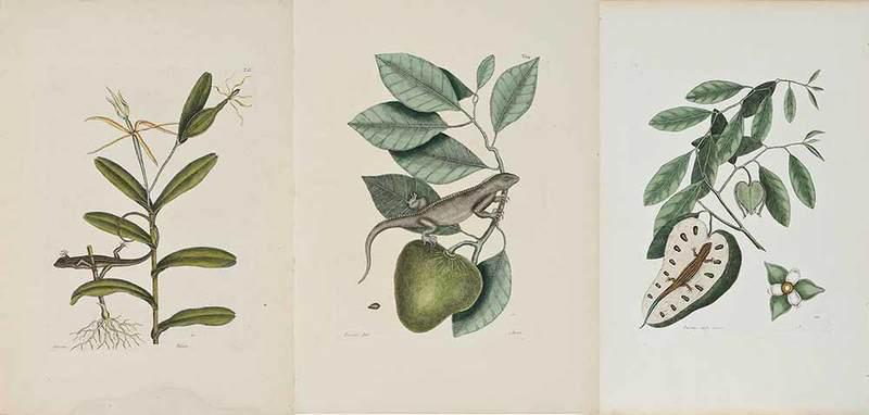 Mark Catesby: (British, 1679-1749)˜Three plates of a Skink, Lizard and Iguana: T. 67 Lacertus cauda carulea, T. 68 Lacertus, 1754 edition, T. 64, Lacertus Jnd, 1771 edition, fromÿThe Natural History of Carolina,