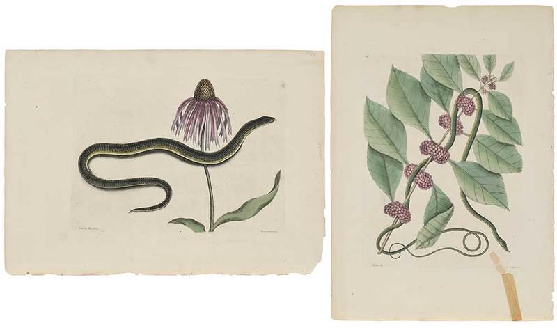 Mark Catesby: (British, 1679-1749)Two snake plates: T. 59, Caecilia Maculata; T.47 Anguis, from The Natural History of Carolina, Florida and The Bahama Islands, 1731-43 edition, hand-colored engravings on laid pape