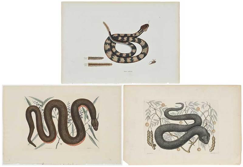 Mark Catesby: (British, 1679-1749)Three plates: T. 44, Vipera Nigera, T. 46 Anguis, 1731-43 edition; T. 41 Vipera caudisona, 1771 edition, from The Natural History of Carolina, Florida and The Bahama Islands; hand-