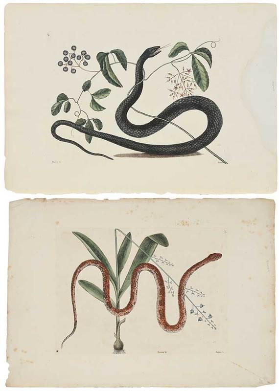 Mark Catesby: (British, 1679-1749)Two snake plates: T. 48, Anguis, T.55ÿAnguis, from The Natural History of Carolina, Florida and The Bahama Islands, 1731-43 edition, hand-colored engravings on laid paper with and