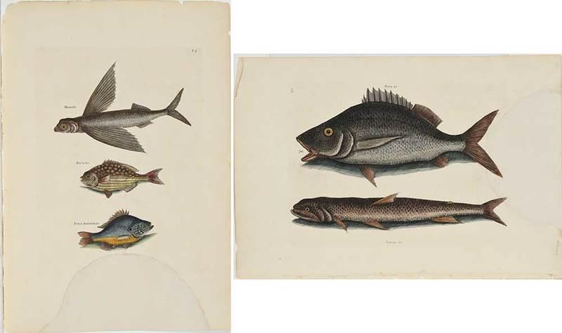 Mark Catesby: (British, 1679-1749)Two fish plates: T. 8, Hirundo, Perca, Perca fluviatilis,ÿT.2 Perca, Saurus, from The Natural History of Carolina, Florida and The Bahama Islands, 1771 edition, hand-colored engra
