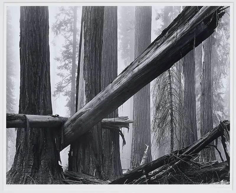 Bruce Barnbaum: (American, b. 1943)Fallen Sequoias, 1977, printed 2004, signed recto mount lower right "Barnbaum", dated recto mount lower left 1977, stamped with print date verso, gelatin silver print, 15-1/2 x 19-1