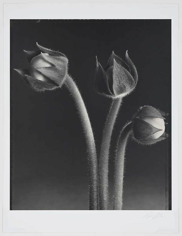 Tom Baril: (American, b. 1952)Gloxinia Buds, 1998, printed 2001, signed recto lower right margin "Tom Baril 98", also signed and stamped verso "edition of 25", toned gelatin silver print made with 4 x 5 Polaroid