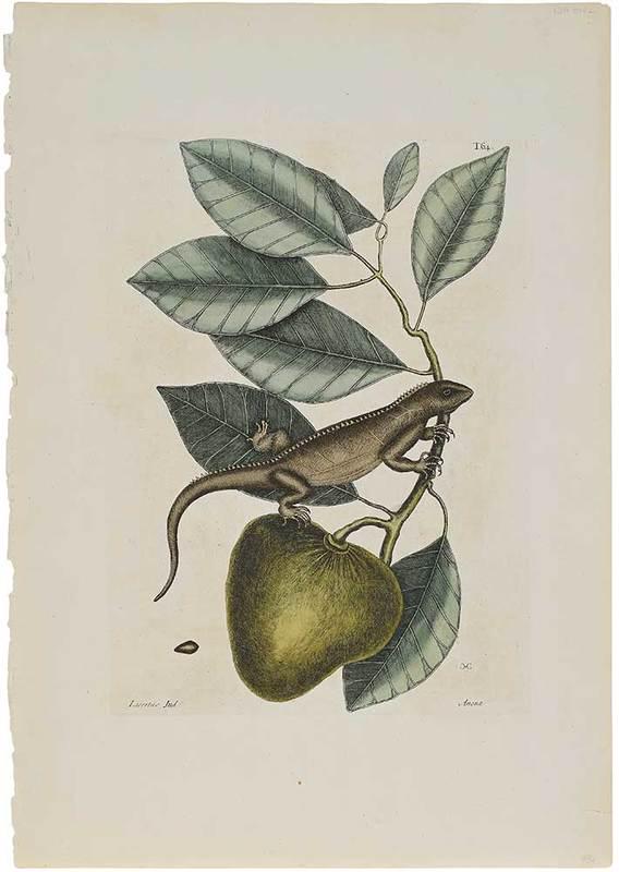 Mark Catesby: (British, 1679-1749)Iguana Lacertus Jnd, T. 64, from The Natural History of Carolina, Florida and The Bahama Islands, 1754,ÿVol. 2, with monogram, hand-colored engraving on laid paper with Strasbourg