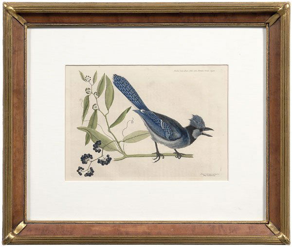 Mark Catesby engraving: (British, 1683-1749), "The Crested Jay (Blue Jay)" from [The Natural History of Carolina, Florida, and the Bahama Islands], watermark "IV", possibly 1754 edition, hand colored engraving on laid paper,