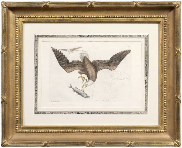 Mark Catesby engraving: (British, 1683-1749), "The Bald Eagle" from [The Natural History of Carolina, Florida, and the Bahama Islands], watermark "Edmeads & Co/1809", third edition, hand colored engraving on wove paper, plat