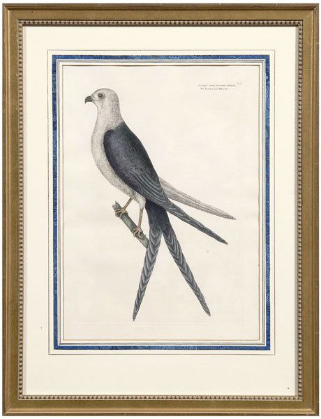 Mark Catesby engraving: (British, 1683-1749), "The Swallow Tail Hawk" from [The Natural History of Carolina, Florida, and the Bahama Islands], watermark "Edmeads & Co/1809", third edition, hand colored engraving on wove pape