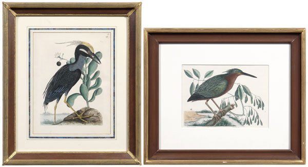 Two Mark Catesby engravings: (British, 1683-1749), both from [The Natural History of Carolina, Florida, and the Bahama Islands]: "The Crested Bittern", probably a 19th century edition, hand colored engraving on wove paper, plate