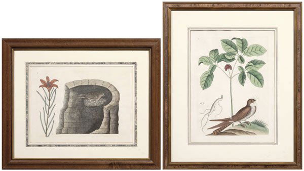 Two Mark Catesby engravings: (British, 1683-1749), both hand colored engravings on wove paper from [The Natural History of Carolina, Florida, and the Bahama Islands]: "The Whip-poor-will" with ginseng, watermark not visible, poss