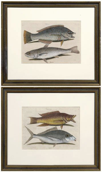 Two Mark Catesby engravings: (British, 1679-1749): "The Pudding Wife and Carolina Whiting", G. Walker Gallery, Columbia, South Carolina label verso, plate 9-7/8 x 13-3/4 in., page 13-3/4 x 20-1/2 in., [small tears at bottom edge,