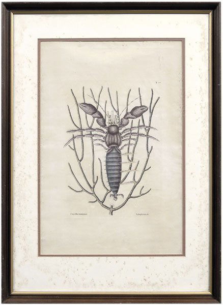 Mark Catesby engraving: (British, 1678-1749), "The Sea Hermit Crab" from [The Natural History of Carolina, Florida and the Bahama Islands], London, third edition (no earlier than 1786), "MC" monogram, hand colored engraving