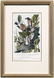 248: 17 Octavo Audubon prints: - 10