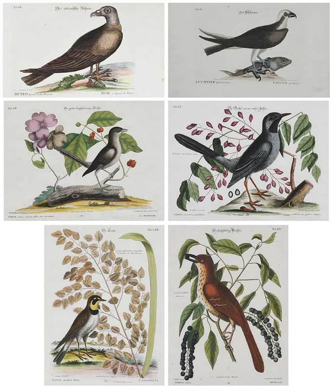 After Mark Catesby: (British,?1683-1749)Six?hand-colored bird etchings, including plates ?LIV, LVI, LXIV, LX (matching frames), IV, (black frame)? XII (unframed), by Johann Michael Seligmann (1720-1762), from Sammlung ve