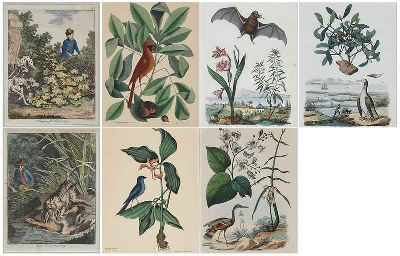 Seven Decorative Prints: Two prints from?The Natural History of Carolina, Florida and The Bahama Islands, Appendix, after Mark Catesby (British, 1679-1749),?20th century, hand-colored, "plate" 14-1/4 x 10-3/8 in.; three Frenc
